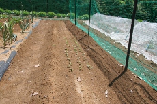 夏用ほうれん草、ダイコン