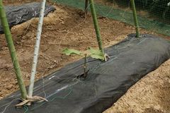 モロッコいんげん