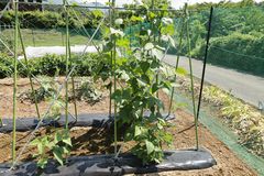 モロッコいんげん