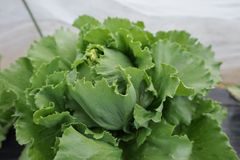 レタス